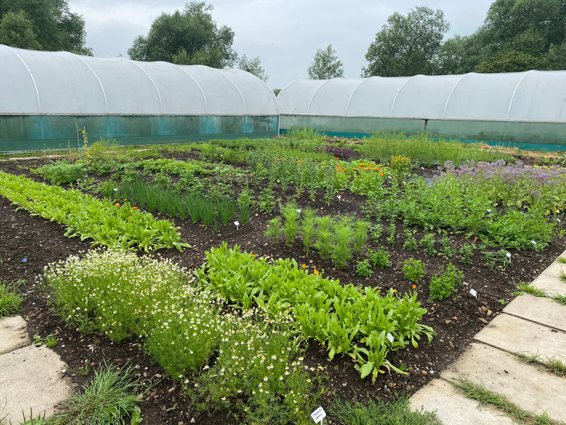 Volunteering on the land at Clervaux Garden School