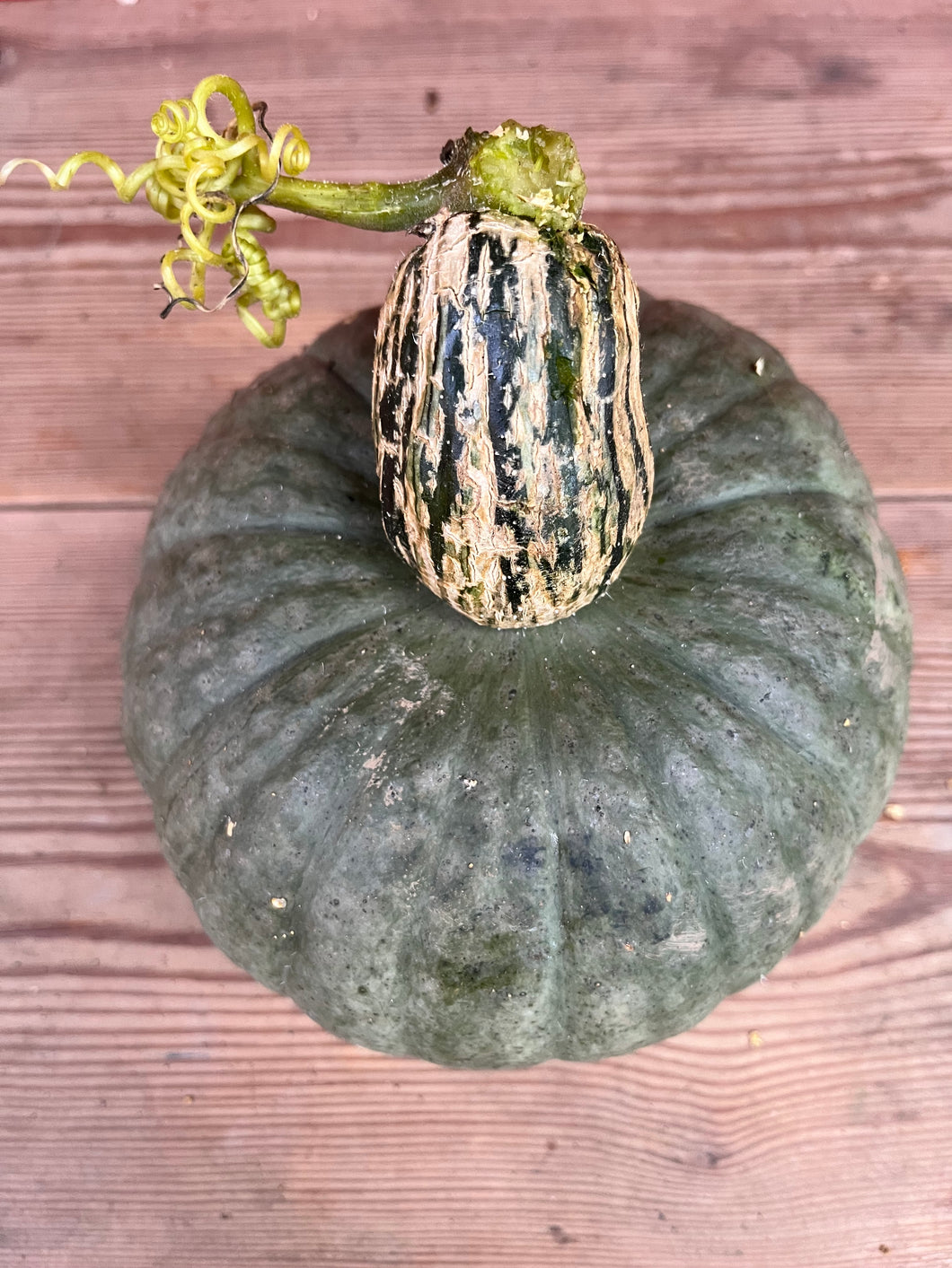 Squash Blue Kuri