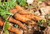 Carrots Clervaux 1kg