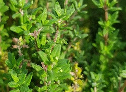 Herbs Thyme Clervaux 30g