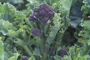 Broccoli - Purple Sprouting 200g