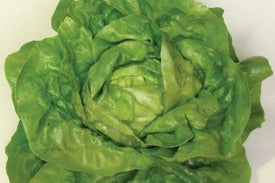 Lettuce Butterhead Clervaux