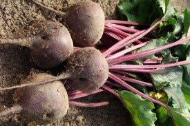 Beetroot Red Clervaux 500g