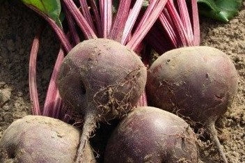 Beetroot Red 500g