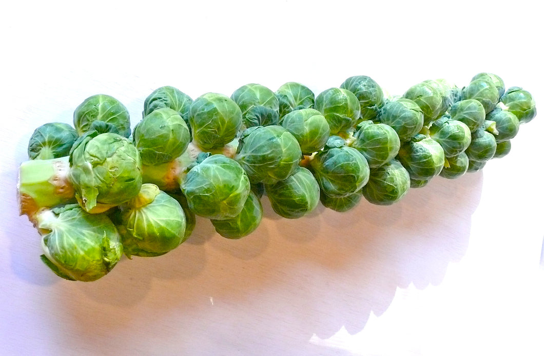 Brussel Sprouts stalk