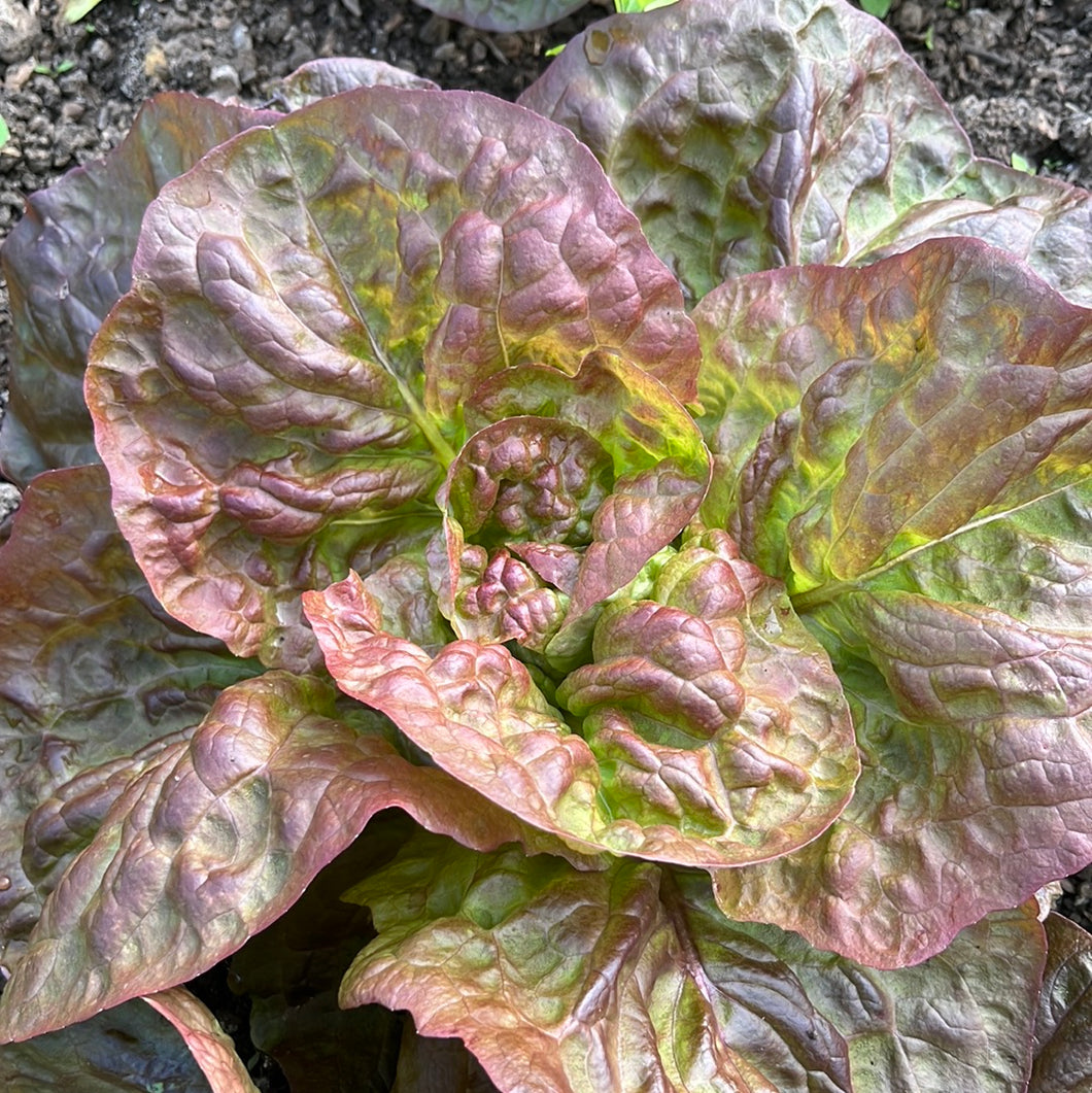 Lettuce Four Seasons Clervaux