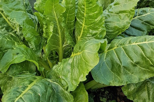 Spinach Beet Clervaux 250g